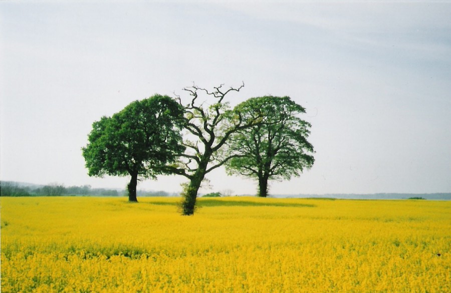 Field near Buriton, Petersfield