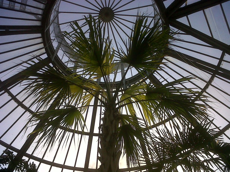 Palmhouse, Hortus Botanicus, Amsterdam